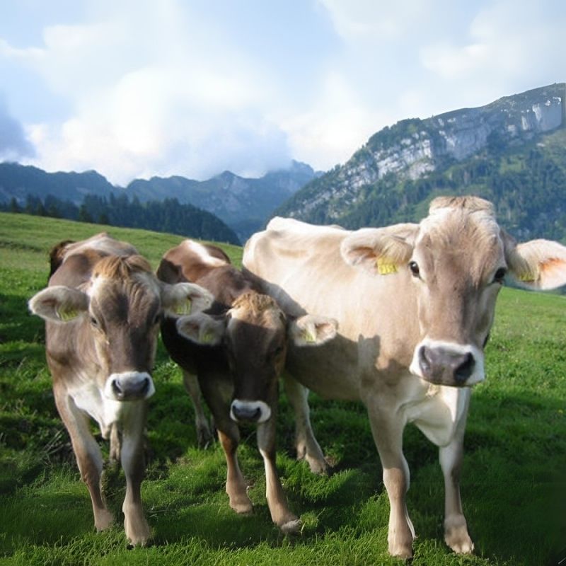 Montofon Boş Damızlık Özel