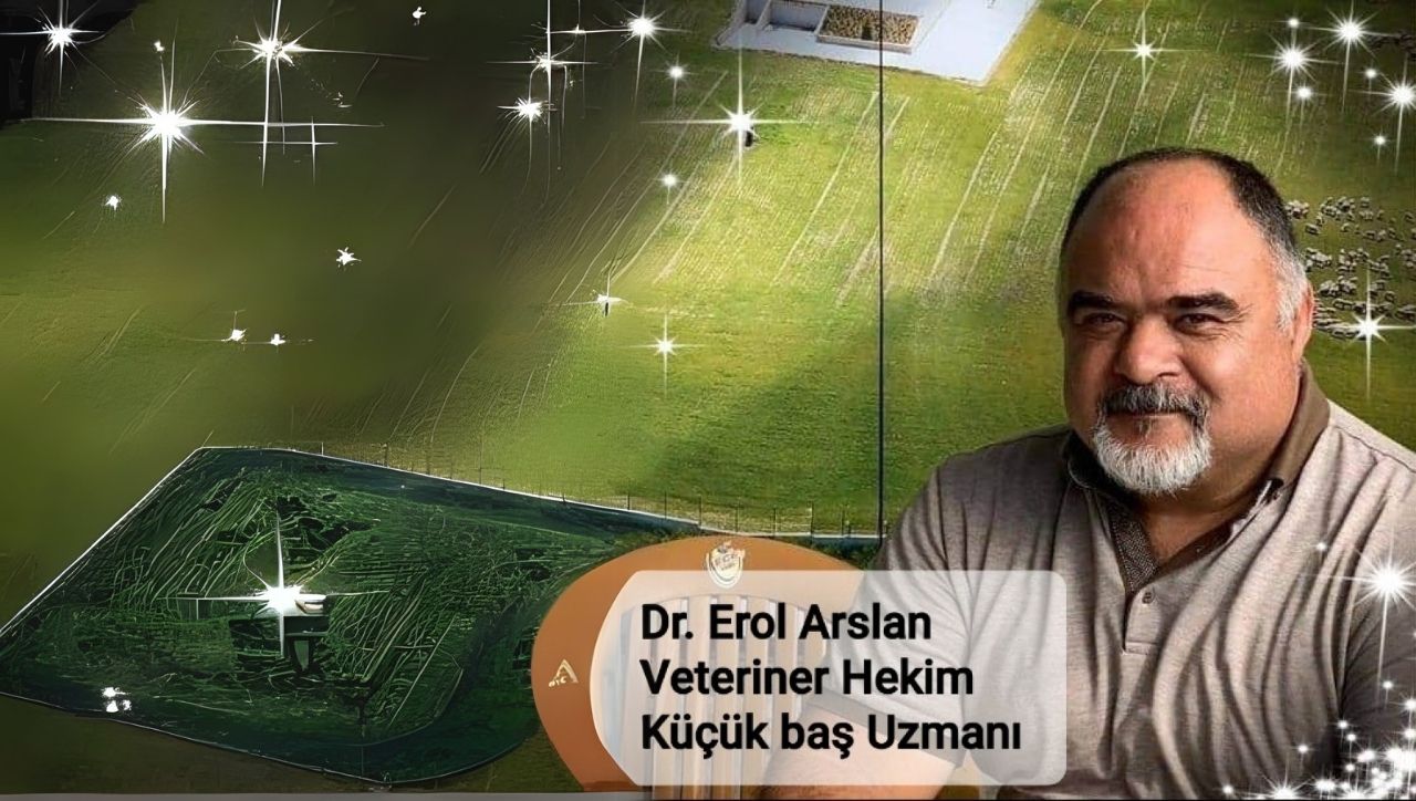 Profesyonel Danışmanlık Hizmetleri