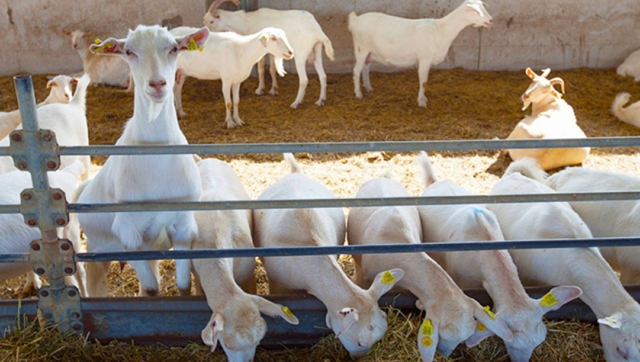 Hollanda'dan Saanen Keçileri