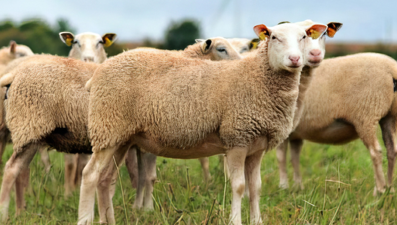 Romane /İnra 401 yepyeni bir etçi ırk